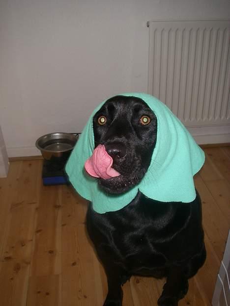 Labrador retriever Formel 1 *Fie <3* - mmm. dejlig hunde kiks billede 5