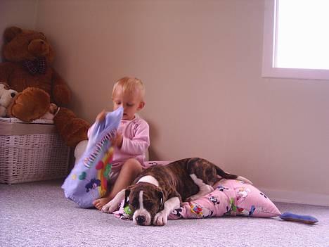 Amerikansk bulldog Kettner´s Devil Dancer - Celina og Devil hygger.. billede 5