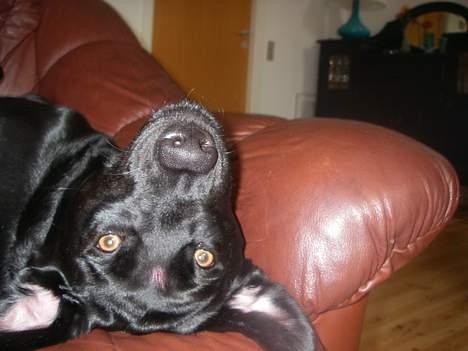 Labrador retriever Formel 1 *Fie <3* - hej med dig. billede 6