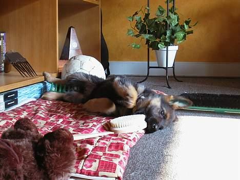 Schæferhund Kira (Har fået fred) - En rigtig lille nuserprinsesse billede 2