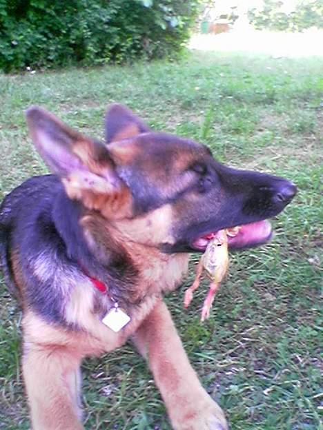 Schæferhund Kira (Har fået fred) - Mums....daggamle kyllinger. billede 3