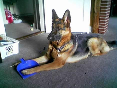 Schæferhund Kira (Har fået fred) - Hvad for en fejebakke? billede 4