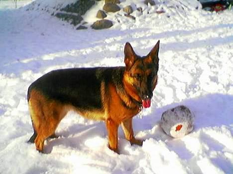 Schæferhund Kira (Har fået fred) - Kom nu......Leg med mig. billede 5
