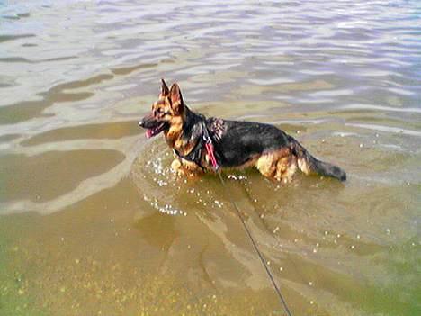 Schæferhund Kira (Har fået fred) - Komme ind? Aldrig i livet...... billede 6