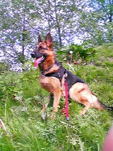 Schæferhund Kira (Har fået fred) - Sidder lige klar til at gå spor. billede 7