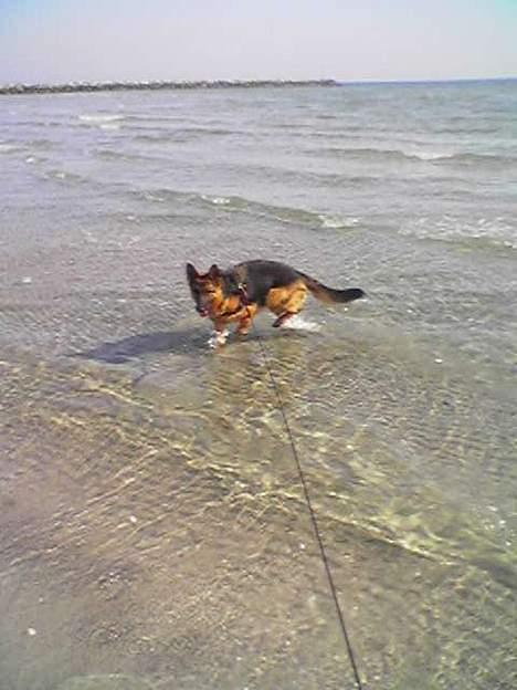 Schæferhund Kira (Har fået fred) - Ihhhh, det er sjovt med de små bølger. billede 8