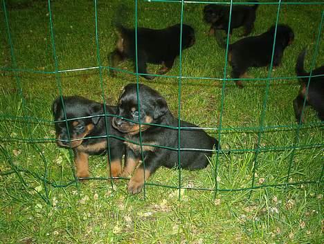 Rottweiler bella billede 14