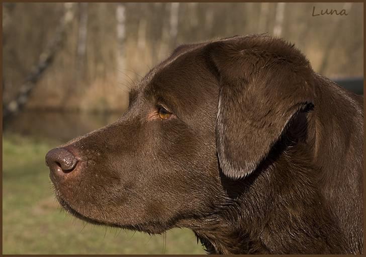 Labrador retriever Luna - April 2009 billede 14