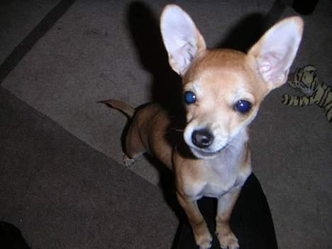 Chihuahua Samson billede 17