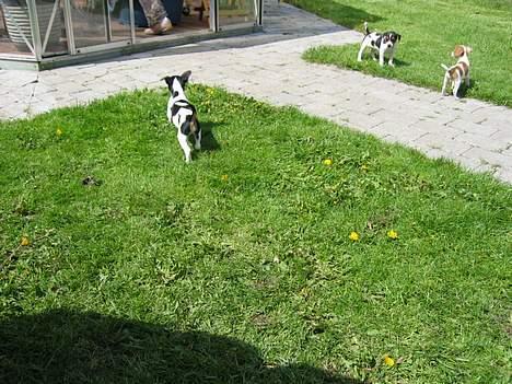 Dansk svensk gaardhund Cirkeline - som i kan se har jeg ikke tid til at få taget billeder! (7 uger) billede 5