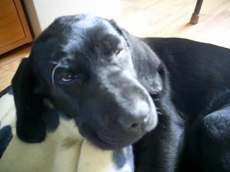 Blanding af racer Duche - Zzz Zzz billede 1