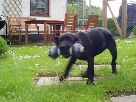 Blanding af racer Duche billede 2