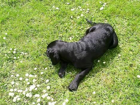 Blanding af racer Duche billede 3