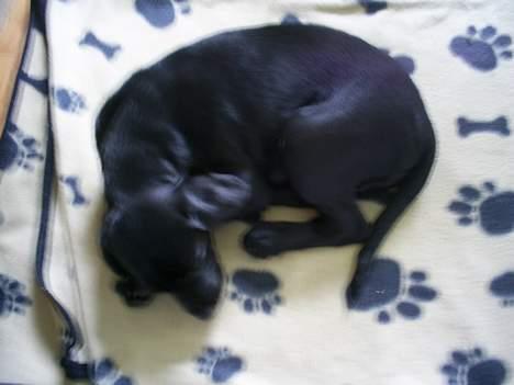 Blanding af racer Duche billede 4