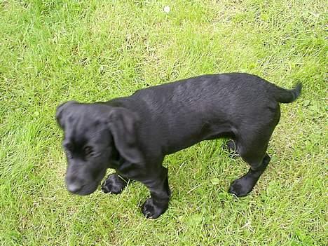 Blanding af racer Duche billede 5