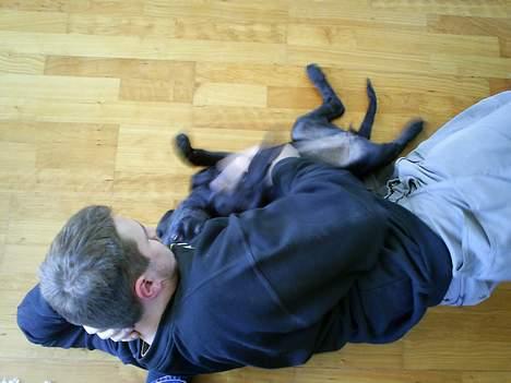 Blanding af racer Duche billede 6