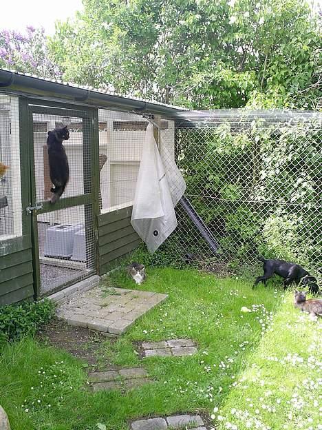 Blanding af racer Duche - Kattene flygte, når Duche vil lege fangeleg. billede 7