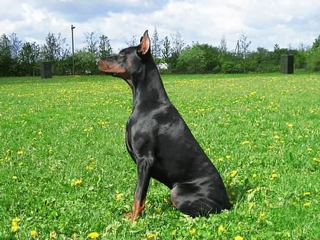 Dobermann Cobra billede 14