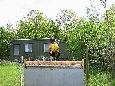 Dobermann Cobra billede 15