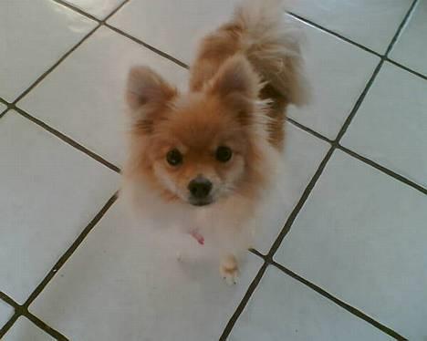 Pomeranian Mille - fiiiiiin det er jeg i hvertfald :) billede 11