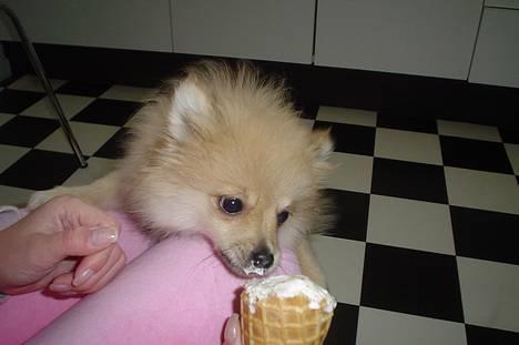 Pomeranian Mille - Jeg er så sød når jeg spiser is :) billede 12