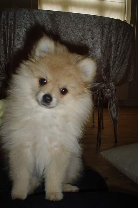 Pomeranian Mille - Smiiiile billede 13