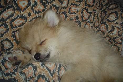 Pomeranian Mille - Mille er træt... billede 14