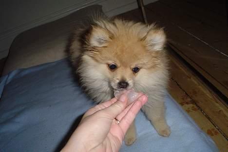 Pomeranian Mille - Isterninger er så sjove... billede 15