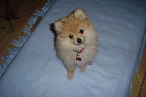 Pomeranian Mille - hey :) billede 16