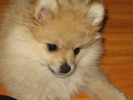 Pomeranian Mille - Wee... :) er jeg ikke sød? billede 17