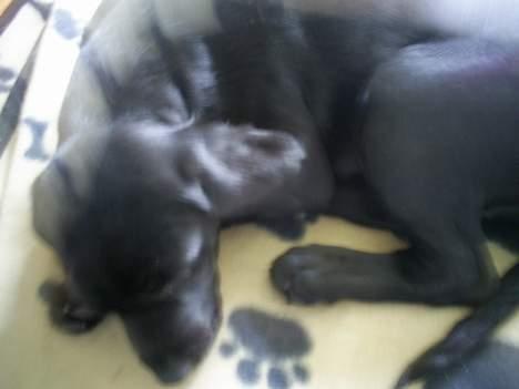 Blanding af racer Duche billede 8