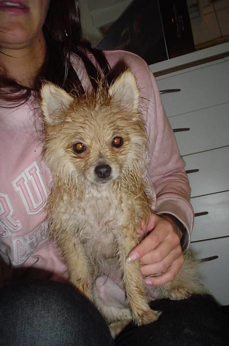 Pomeranian Mille - Mille efter en lang tur i regnen på mors fødselsdag :) billede 18