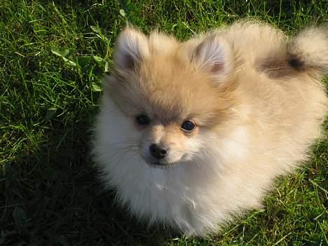 Pomeranian Mille - Smukke Mille billede 19