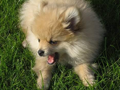 Pomeranian Mille - Lille frækkert. billede 20