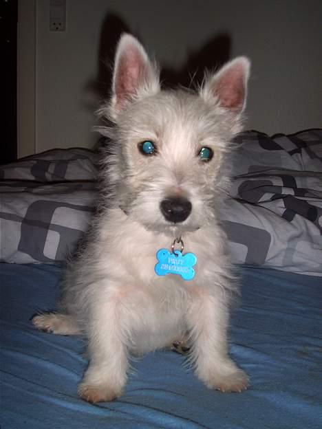West highland white terrier Prut / Chica billede 1