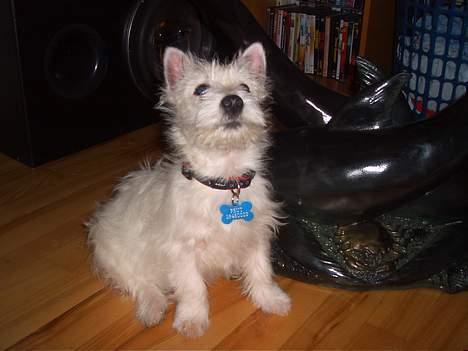 West highland white terrier Prut / Chica billede 2