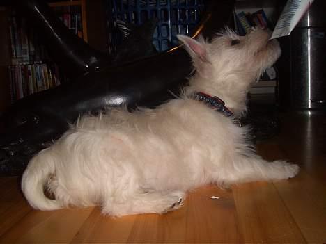 West highland white terrier Prut / Chica billede 4