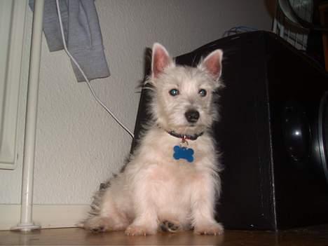 West highland white terrier Prut / Chica billede 5