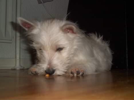 West highland white terrier Prut / Chica billede 6