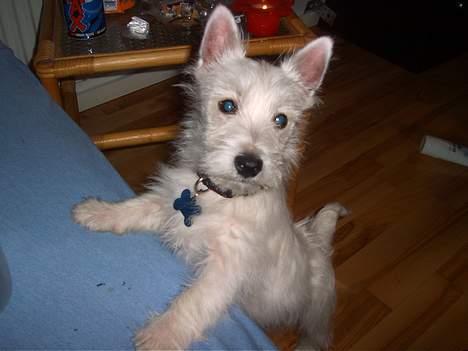 West highland white terrier Prut / Chica billede 7