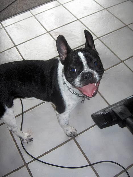 Fransk bulldog Harley - Halløj med jer. billede 1