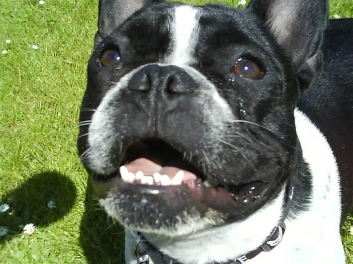 Fransk bulldog Harley billede 2