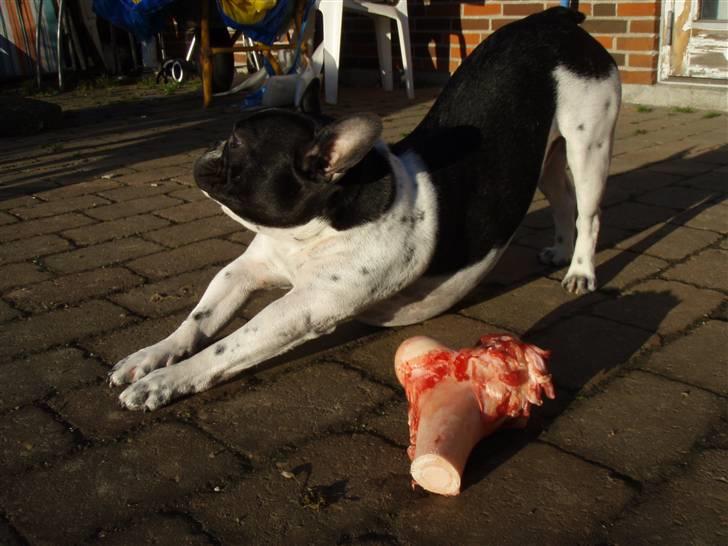 Fransk bulldog Harley - Skal lige gøre mig klar. billede 3