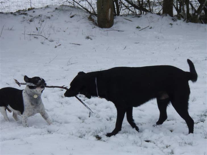 Fransk bulldog Harley - MIN.... billede 4