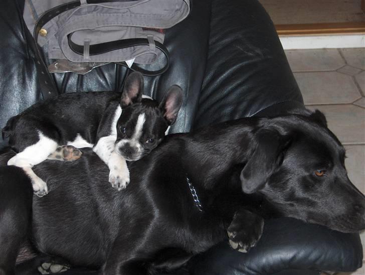 Fransk bulldog Harley - Min storebror Samson billede 5