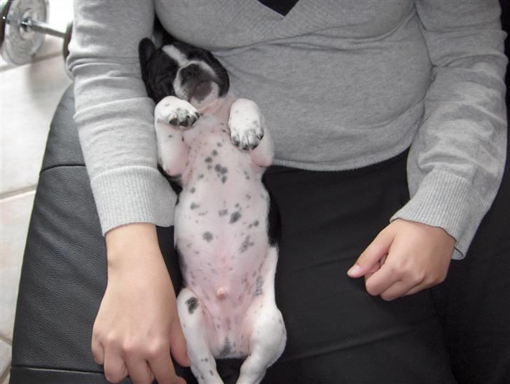 Fransk bulldog Harley - Kan da godt sove her. billede 6