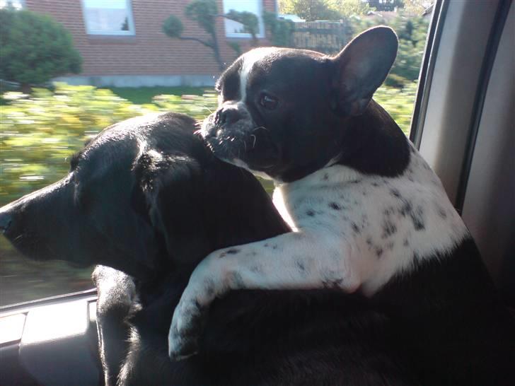 Fransk bulldog Harley - Bedste venner. billede 7