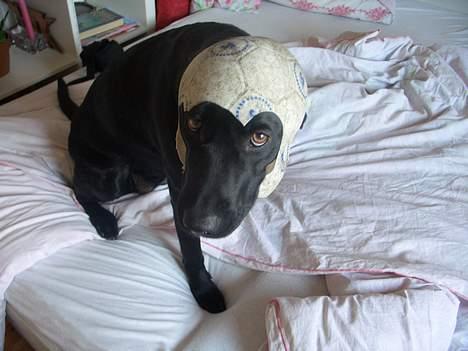 Labrador retriever Formel 1 *Fie <3* - hehe. man kan da sige at fie har bolde på hjernen billede 8