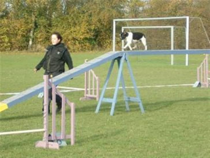 Fransk bulldog Harley - Klubmesterskab 2007 agility billede 8
