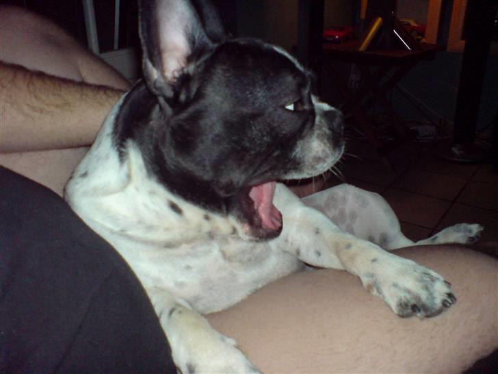 Fransk bulldog Harley - Gaaabbbbb billede 9